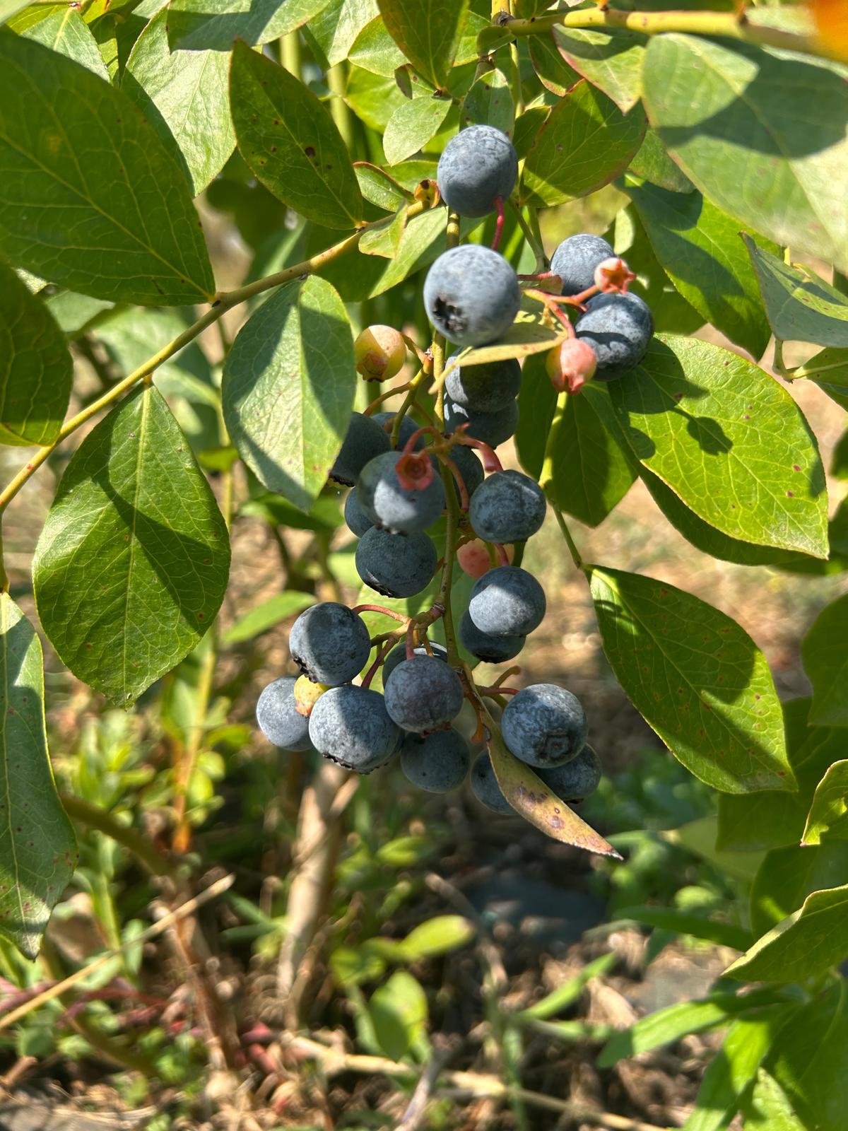 Blueberries ripening on the bush among green leaves