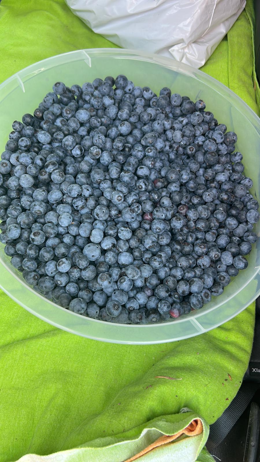 Bowl heaped with freshly harvested plump blueberries