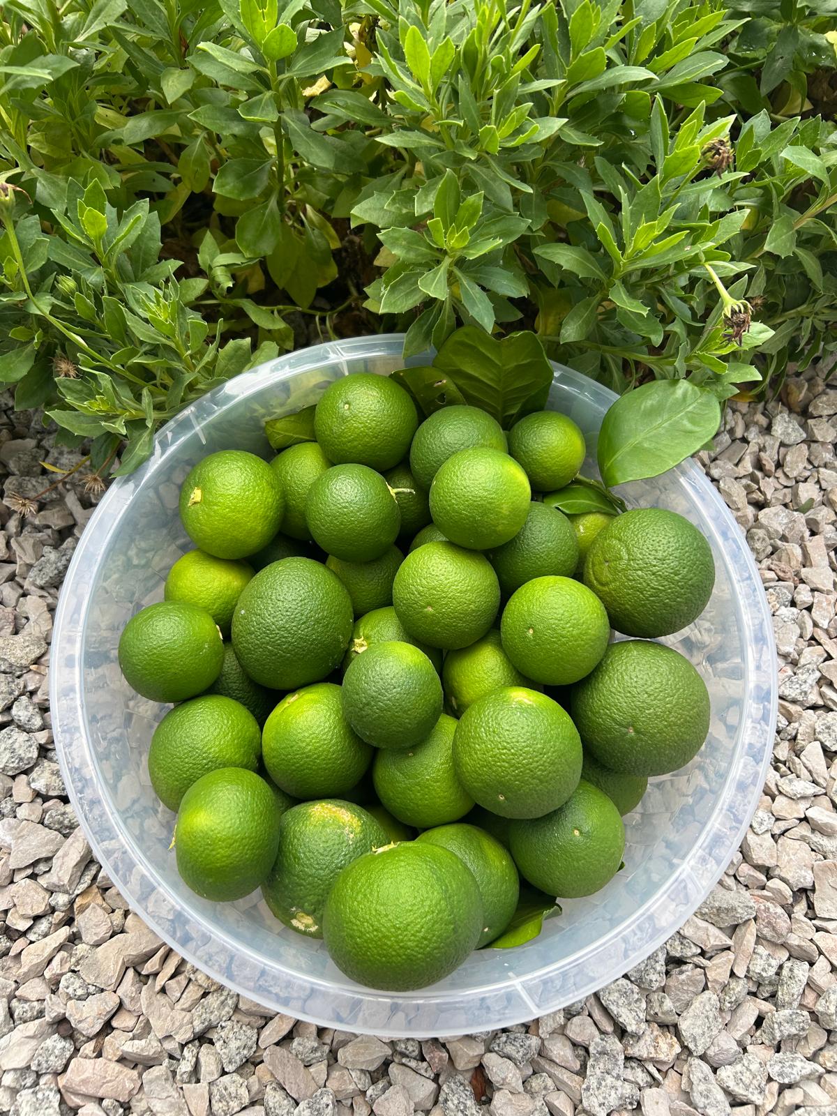 Bowl of bright green limes fresh from the garden