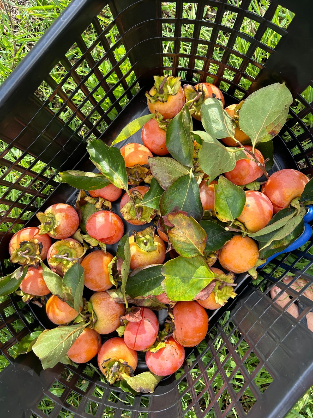 Basket of just-harvested orange persimmons with green leaves