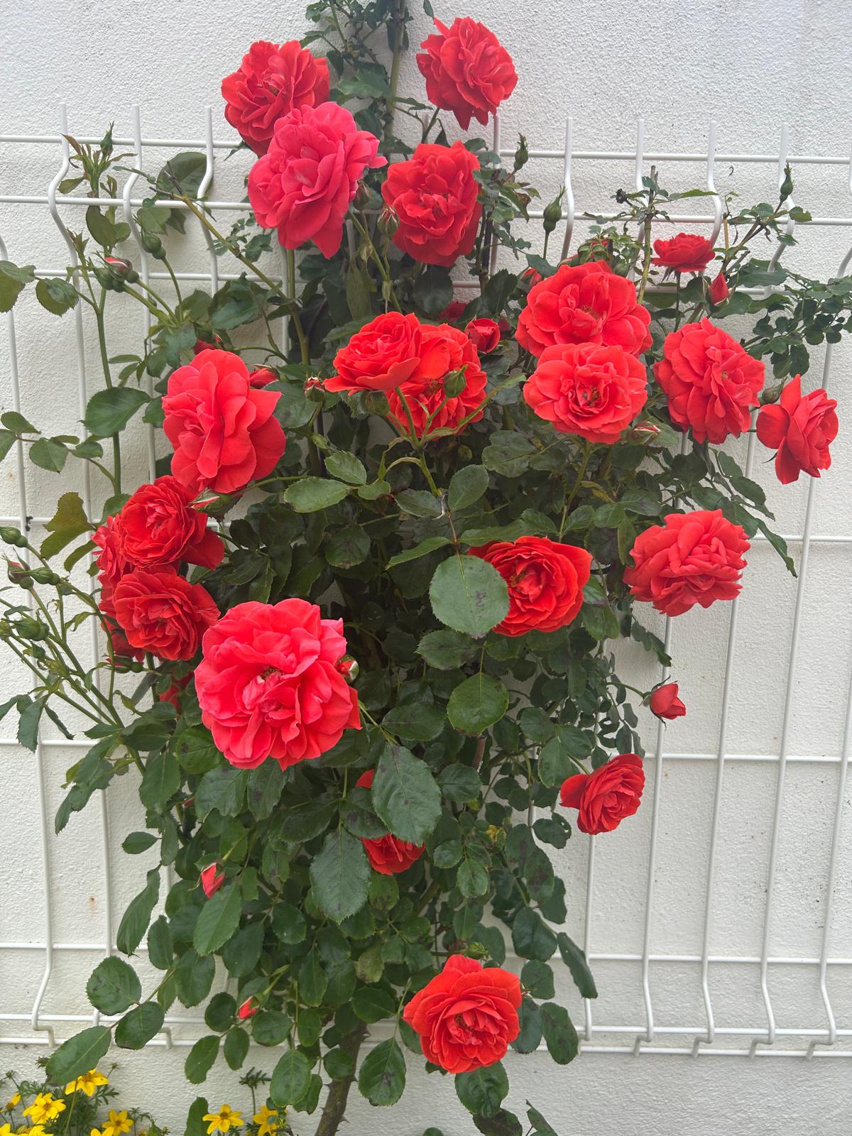 Trellis of vivid coral-red climbing roses in full bloom