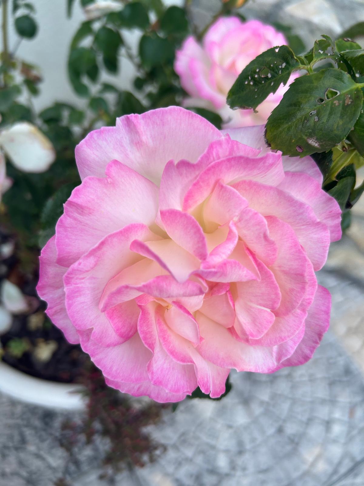 Pale pink and white ruffled garden rose