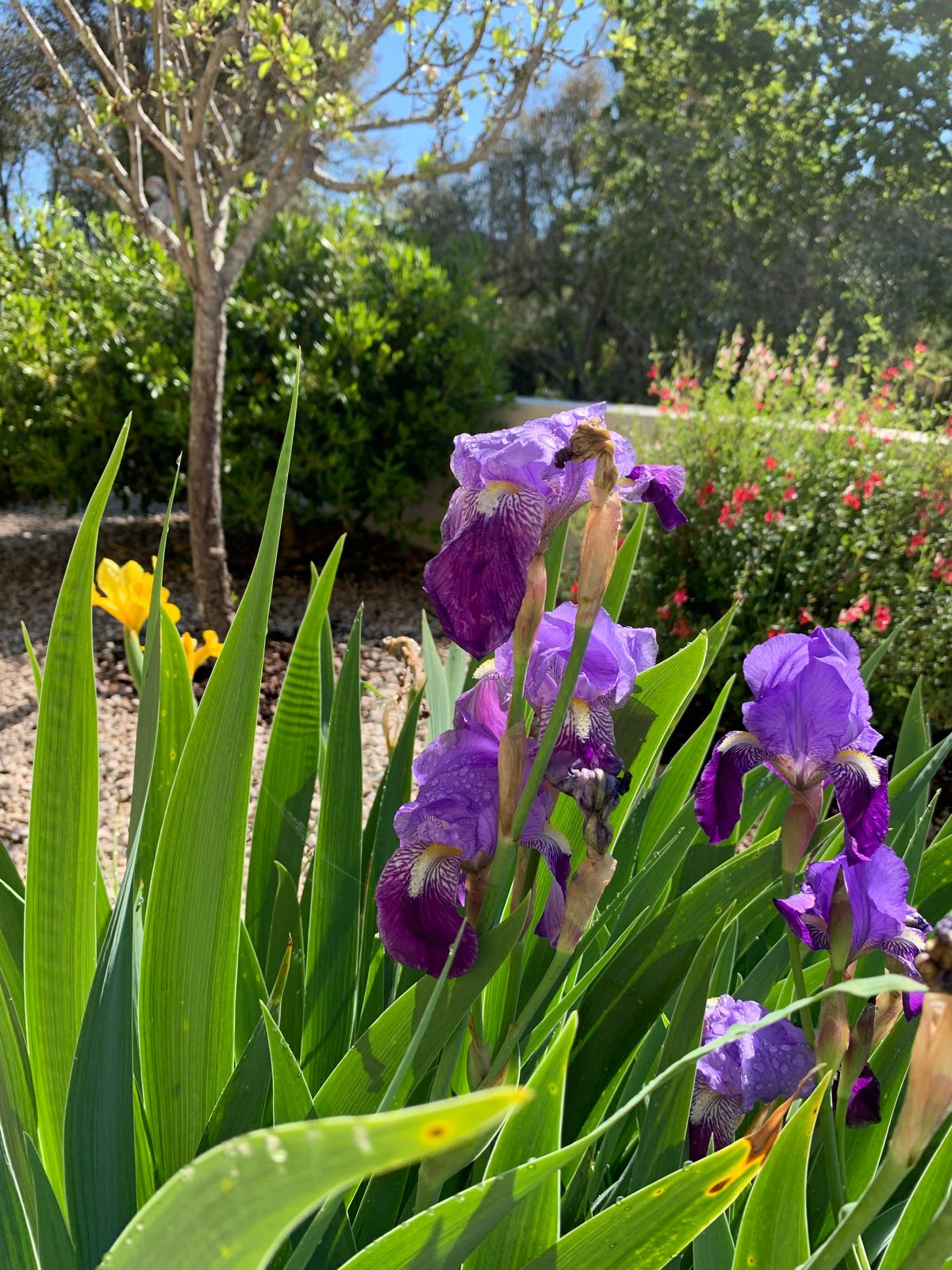 Purple bearded irises blooming in the garden with a yellow iris behind