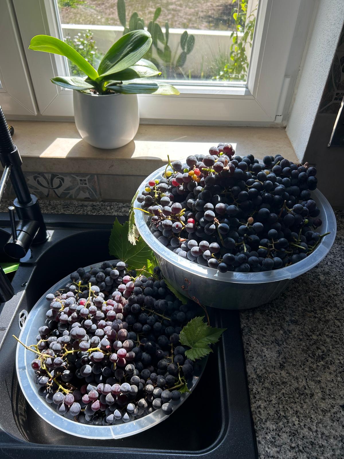 Two large bowls of freshly picked dark purple wine grapes in the kitchen