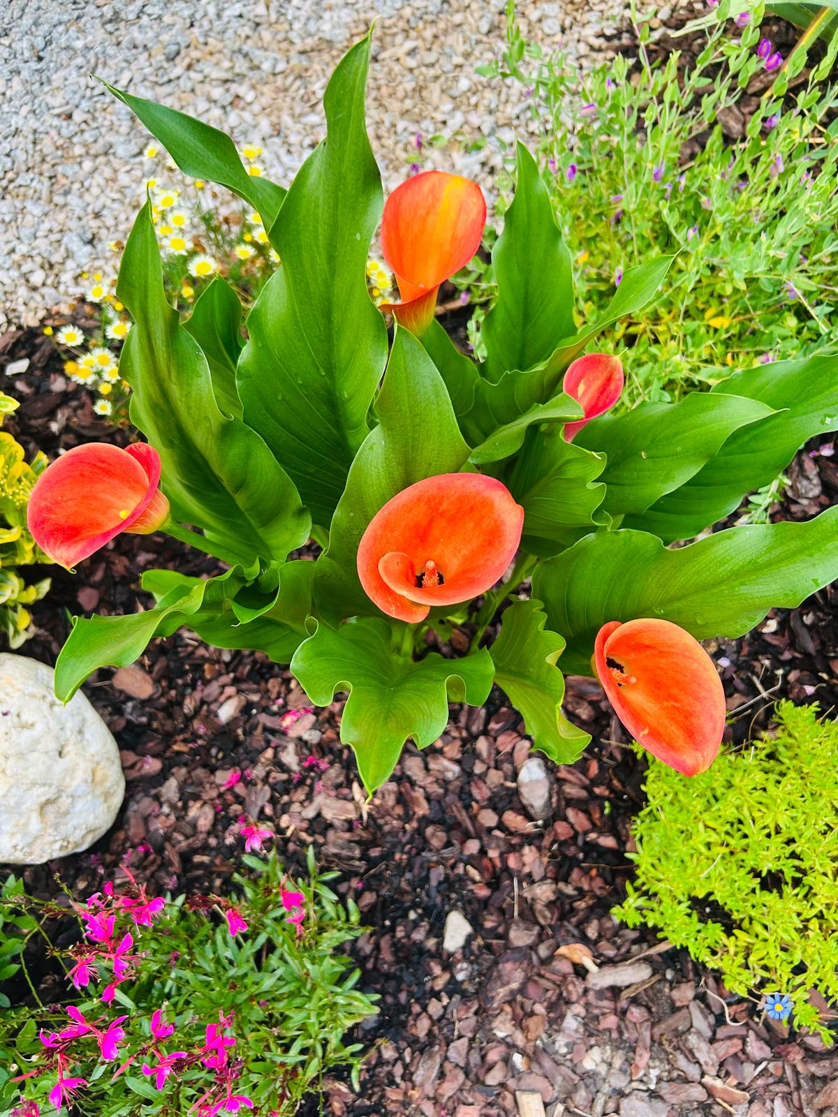Vivid orange calla lilies rising from a bed of glossy green leaves