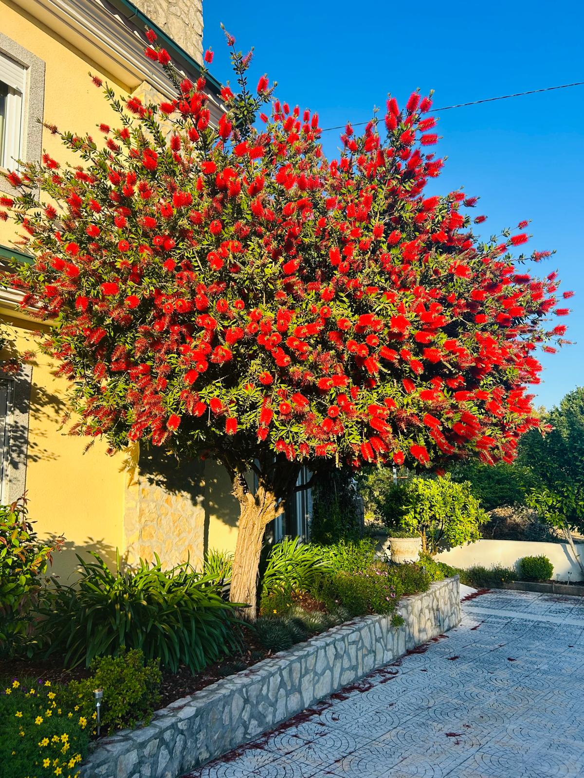 Close-up of the Crimson Bottlebrush Tree covered in vivid red brush-like blossoms against a bright blue sky