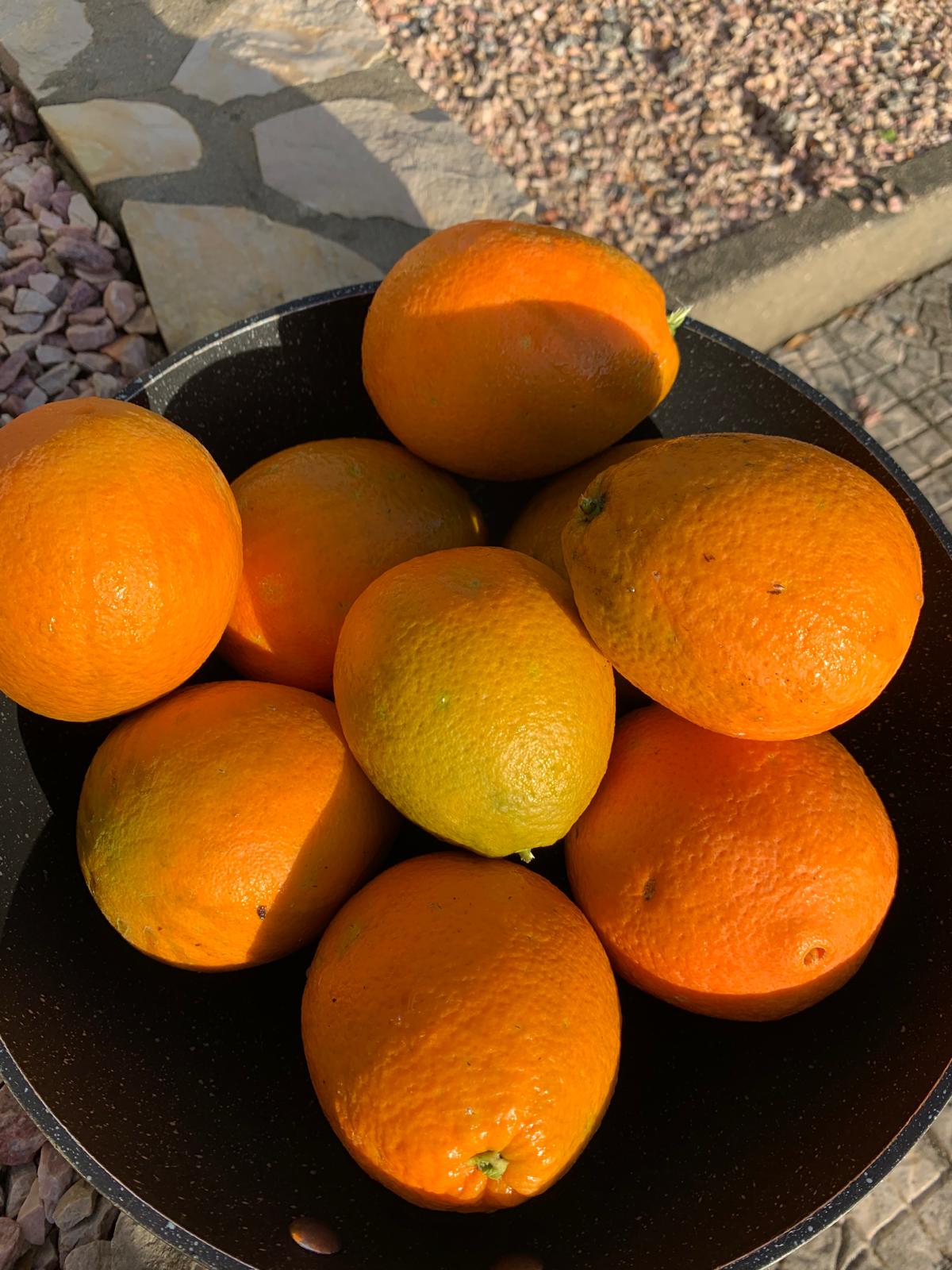 Bowl of freshly picked oranges warming in the Portuguese sunshine