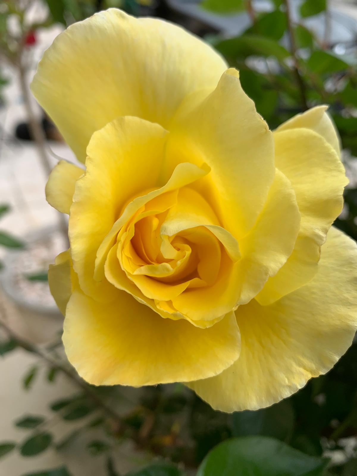 Bright lemon-yellow rose unfurling in the sunlight