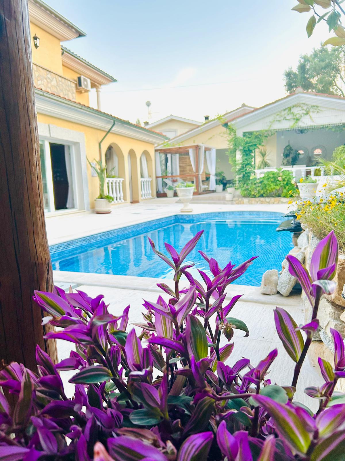 Pool framed by purple wandering jew plants and stone garden wall
