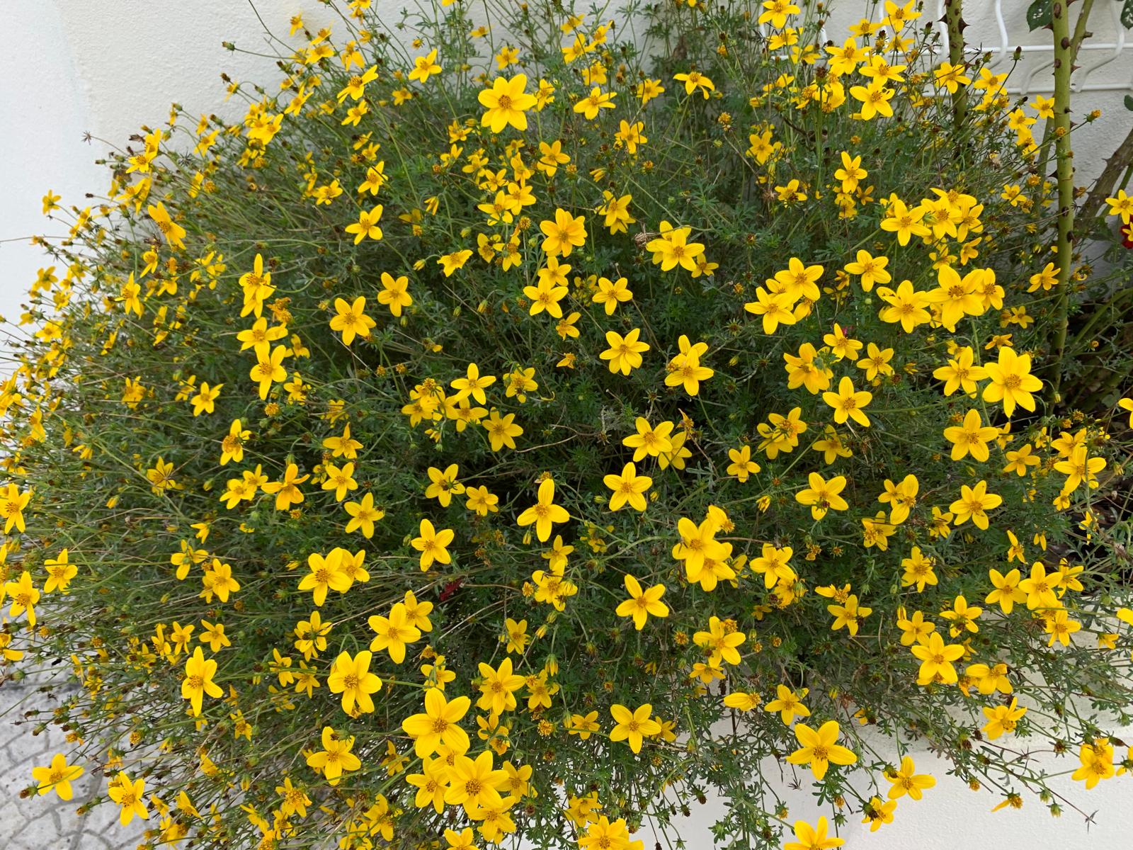 Cascading mound of yellow bidens flowers along a white wall