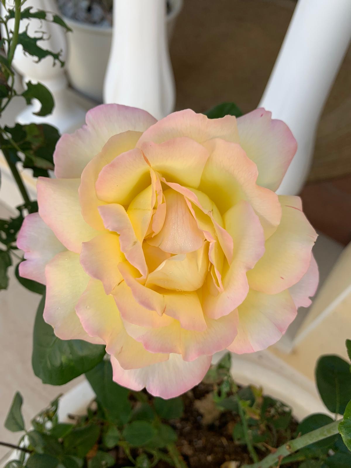 Buttery yellow rose blushed with pink at the petal edges