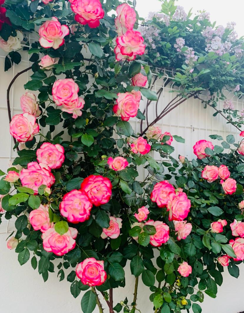 Climbing pink and cream roses cascading beside pale lilac blossoms