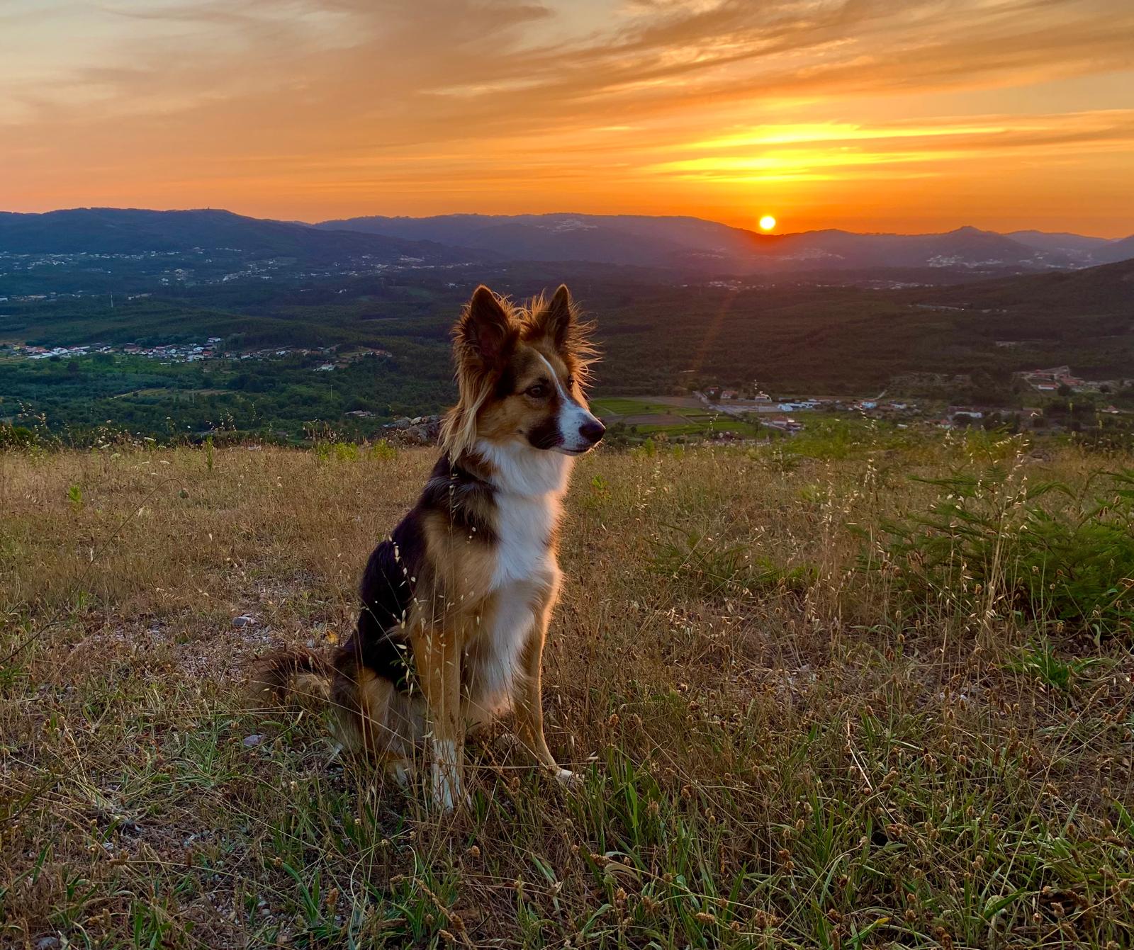 A local companion watching the sun set over the valley