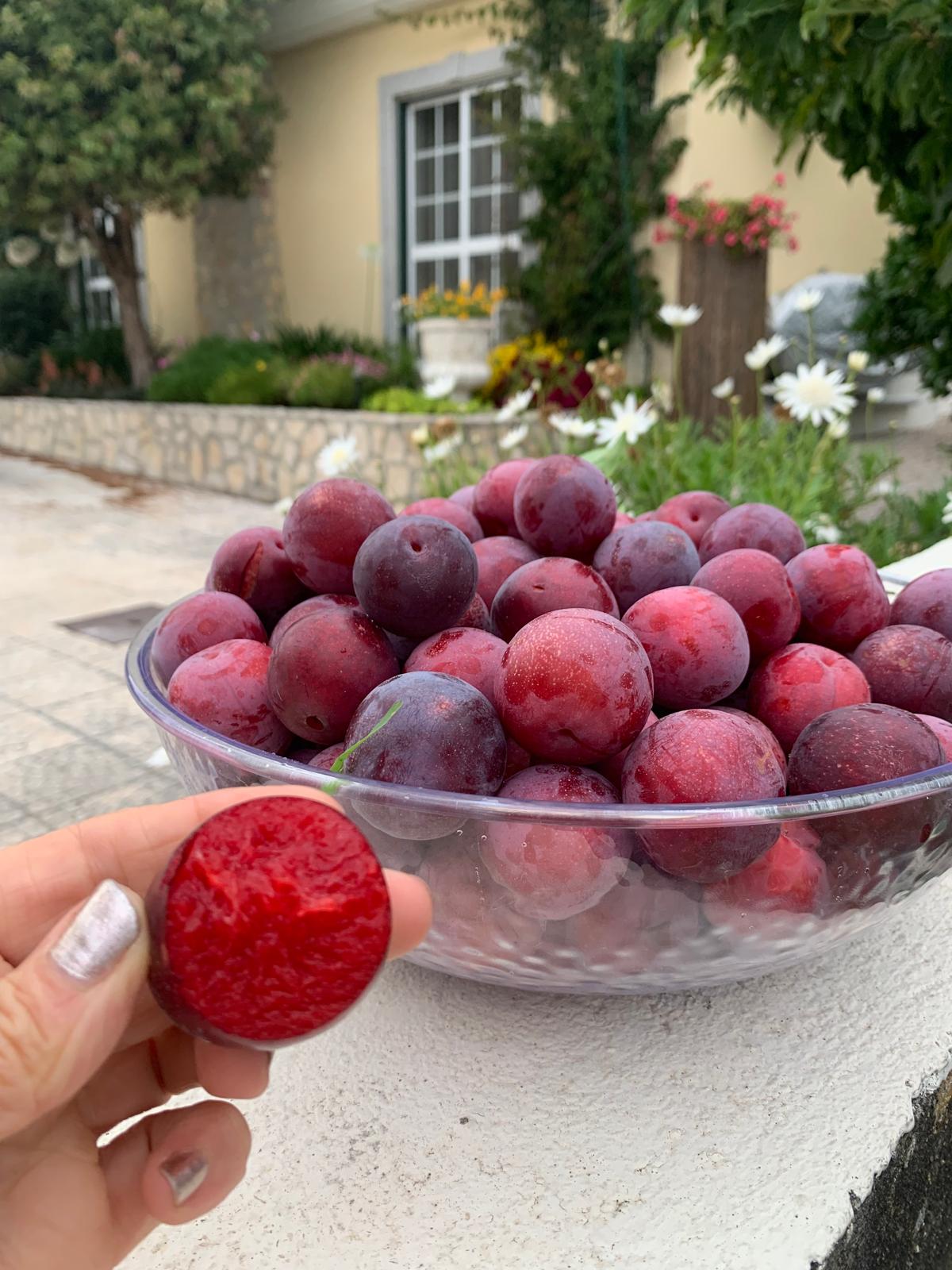 Glass bowl piled high with freshly picked red and purple plums outside the villa